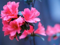 上海櫻花季暫時“斷檔”,這里近100畝杜鵑趁機火了 上海櫻花季暫時“斷檔”,這里近100畝杜鵑趁機火了