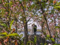 連日升溫，浦東世紀公園海棠盛開，晚櫻搖曳……