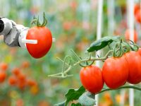 炒菜用“味霸”,管家有“沁寶”,即將到來的上交會,機器人又要“開小會” 炒菜用“味霸”,管家有“沁寶”,即將到來的上交會,機器人又要“開小會”