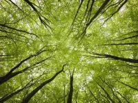 上海這座公園一夜多出2萬個“白袋子”!每袋裝著3000名“殺手” 上海這座公園一夜多出2萬個“白袋子”!每袋裝著3000名“殺手”