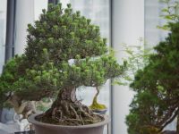 到世界最高的室內中國園林,看一場古典與當代交融的盆景展 到世界最高的室內中國園林,看一場古典與當代交融的盆景展