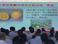 今后,哪個西瓜品種有望取代“8424”?這一批新品種、新技術將讓上海市民更有口福 今后,哪個西瓜品種有望取代“8424”?這一批新品種、新技術將讓上海市民更有口福
