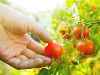 “上海需要什么就生產什么”,“徐州菜”源源進入上海市民的菜籃子 “上海需要什么就生產什么”,“徐州菜”源源進入上海市民的菜籃子