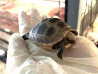 上海動物園進入烏龜集中孵化季,原來照顧龜龜新生兒是個如此辛苦的技術活兒 上海動物園進入烏龜集中孵化季,原來照顧龜龜新生兒是個如此辛苦的技術活兒