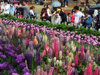 “五一”假期上海郊野公園迎來游客潮，已婚、年輕、男性最愛郊野公園？