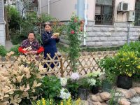 小區公共綠地被種菜怎么辦？先種上美美的薔薇花，讓“菜農”下不去手