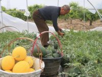 你見過黑皮、黃皮西瓜嗎?崇明新品西瓜等你來嘗 你見過黑皮、黃皮西瓜嗎?崇明新品西瓜等你來嘗