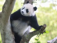 國寶大熊貓在滬隊伍壯大，中國大熊貓保護研究中心上海基地繁育、保護有積極貢獻