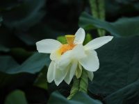 28個品種，300多畝荷花，上海顧村公園的荷花開了