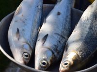 這種貌不驚人的魚，為何能得到鄭成功賜名，還被稱為臺灣的“軟黃金”？