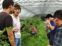 采購商冒雨“相親”上海地產水果，金山果農坦言：我們不愁賣但求你懂我