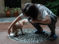 滬某小區養了三四十條狗，有證的只有4條！記者探訪發現，未牽狗繩不撿狗糞現象不少