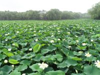 7月1日起，顧村公園邀請你“消夏賞荷”了！