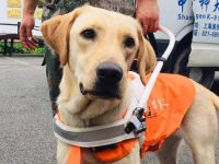 上海第一條導盲犬過11歲生日啦!“爸媽”說:如果失去它,感覺生活沒了希望 上海第一條導盲犬過11歲生日啦!“爸媽”說:如果失去它,感覺生活沒了希望