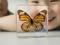 上海市區，蟲鳴聲聲 | 那些追昆蟲的人