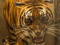 上海有個瀕臨滅絕的老虎種群，專家們這樣呵護著它……