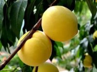 受臺風重創后，奉賢黃桃節迎來“坎坷”第十屆，卻是果品歷年品質最佳