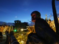 國內首個“夜間動物園”要來了，就在上海野生動物園