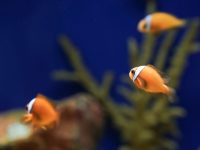 上海海洋水族館推出魚類“發聲”科普展，聆聽來自海洋的聲音，戳這里↓……