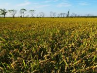深秋逛花園去咯！崇明生態文化旅游節邀您賞“花”