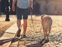 家里養了狗狗要如何辦證?這張“網”上可以一次辦成 家里養了狗狗要如何辦證?這張“網”上可以一次辦成