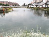 毗鄰“四葉草”的小淶港水質連跳兩級,這條800米的界河經歷了什么? 毗鄰“四葉草”的小淶港水質連跳兩級,這條800米的界河經歷了什么?