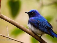 “秋天信號“候鳥“鹟“來了，它們竟然還能為城市除害