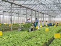 這臺機器厲害了,1小時抵常人5天工作量!試點先從雞毛菜、米莧、空心菜等開始 這臺機器厲害了,1小時抵常人5天工作量!試點先從雞毛菜、米莧、空心菜等開始