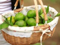 11月1日起，上海13座公園直銷地產柑橘，生產“小年”的柑橘品質如何？