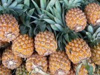 進博會將有菠蘿戰!印尼與巴拿馬菠蘿同場擂臺,前者未準入后者剛準入! 進博會將有菠蘿戰!印尼與巴拿馬菠蘿同場擂臺,前者未準入后者剛準入!