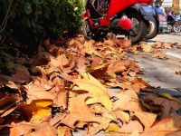 42條落葉景觀道路進入最佳觀賞期？記者實地探訪，走“地毯”還要等多久