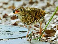 上海街頭，樹上誘人的果實熟了，鳥類居民們迎來“一年中最豐盛的時節”