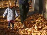 美麗的落葉季來臨，上海42條道路明起陸續落葉不掃，這些“新秀”快來了解一下