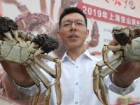 上海大閘蟹良種覆蓋率達六成,未來瞄準“綠色蟹” 上海大閘蟹良種覆蓋率達六成,未來瞄準“綠色蟹”