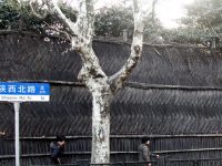 建筑可閱讀|陜西北路中國歷史文化名街：探索“有限開放”模式，有序才能可持續