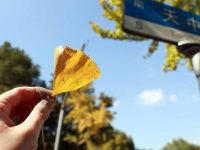 上海落葉景觀道路“變色晚、落葉少”追蹤：4條延長“落葉不掃”，2條回歸