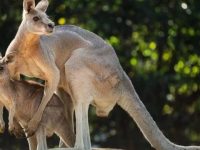 上海野生動物園袋鼠坡上，一群剛剛“下袋”的“媽寶鼠”等著和你見面