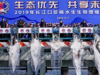 123尾中華鱘踏上回家之旅,上海市長親手打開放流槽 123尾中華鱘踏上回家之旅,上海市長親手打開放流槽