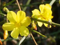 上海暖冬了?這種黃花竟然提前兩周綻放,刷新紀錄 上海暖冬了?這種黃花竟然提前兩周綻放,刷新紀錄