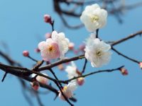 被“春光明媚”騙了,上海早梅花居然開了!比傳統花期提前一個多月 被“春光明媚”騙了,上海早梅花居然開了!比傳統花期提前一個多月