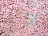 “秒速五厘米”的櫻花開了，透過畫面，亦能感到粉黛清香