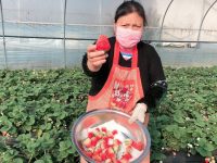 淘寶、京東、郵樂,農產品哪家強?疫情期間電商紛紛出手緩解農產品滯銷問題 淘寶、京東、郵樂,農產品哪家強?疫情期間電商紛紛出手緩解農產品滯銷問題