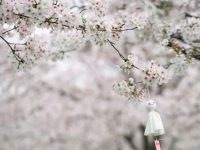 櫻花季斷檔了?粉白色的救兵正火力全開,800米“云霞”醉人 櫻花季斷檔了?粉白色的救兵正火力全開,800米“云霞”醉人