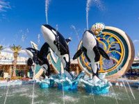 最新！上海海昌海洋公園宣布明天起暫停開放