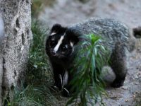 天氣暖了,上海動物園的果子貍剛剛“醒來”不久,它們可不是病毒宿主 天氣暖了,上海動物園的果子貍剛剛“醒來”不久,它們可不是病毒宿主