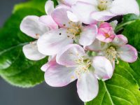 上海的牛頓蘋果樹開花了，剛來時曾“水土不服”