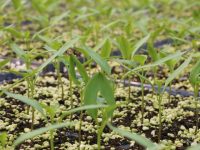 因為疫情,上海人連種地都不一樣了 因為疫情,上海人連種地都不一樣了