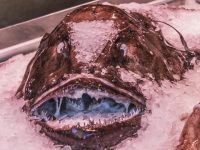 不宣傳不打折，滬上這家網紅海鮮飯店怎么就熱鬧起來了？