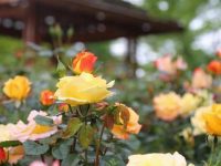 顧村公園月季花開了!芬芳滿園,品種多達128種 顧村公園月季花開了!芬芳滿園,品種多達128種