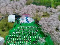 上海最大的櫻花公園里,最風雅的櫻花季在云端等你 上海最大的櫻花公園里,最風雅的櫻花季在云端等你